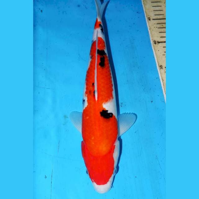 31cm SANKE BONSOR