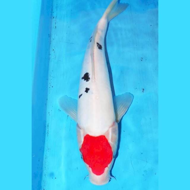 34cm TANCHO SANKE ORI