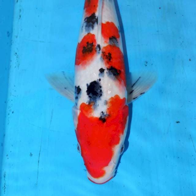 35cm SANKE TSUBOSUMI