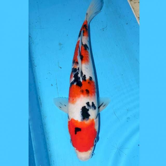 31cm YONDAN SANKE 4step