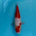 35cm maruten kohaku