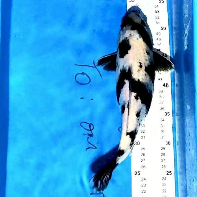 SHIRO 35CM