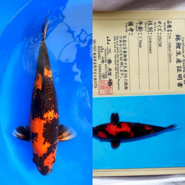 Hi utsuri ginrin import certy