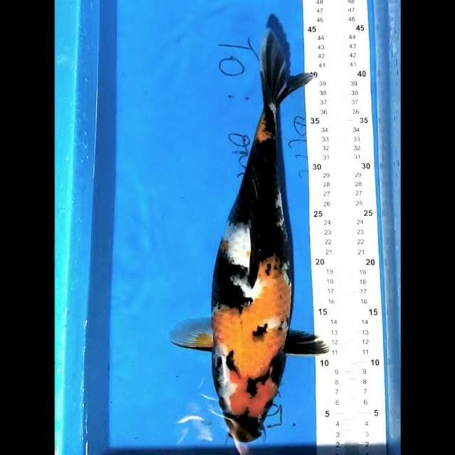 Showa 40cm