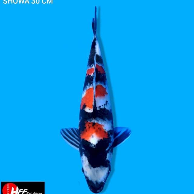 Showa Subo sumi
