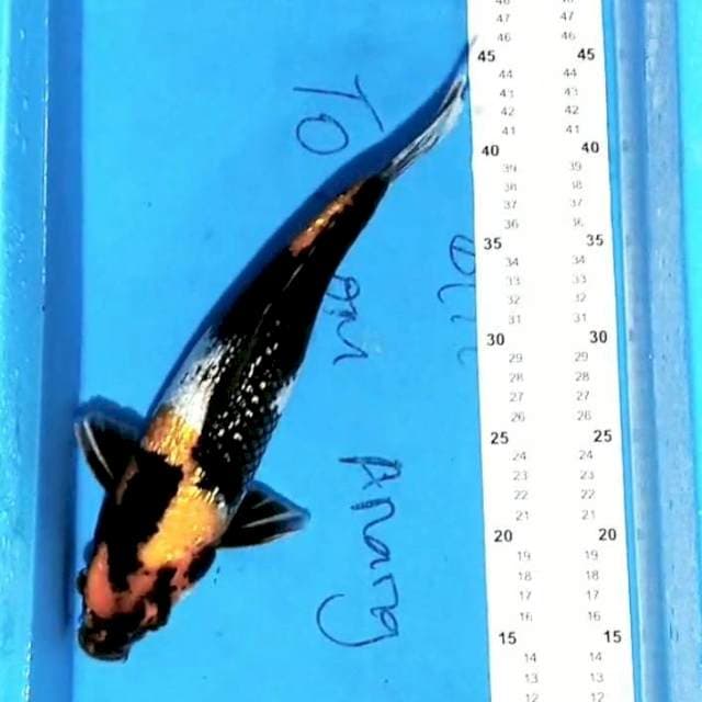 Showa 33cm