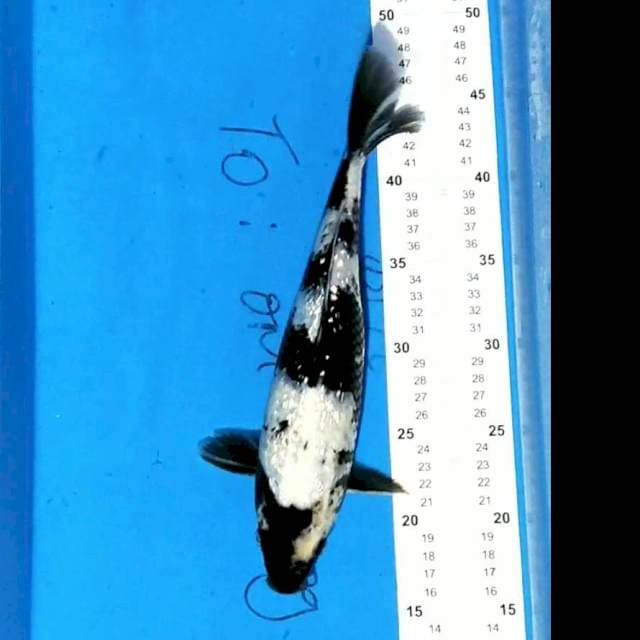 Shiro 30cm