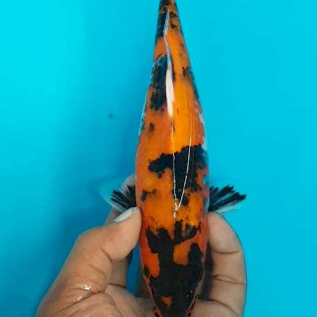 Showa 27 cm