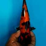Showa 27 cm