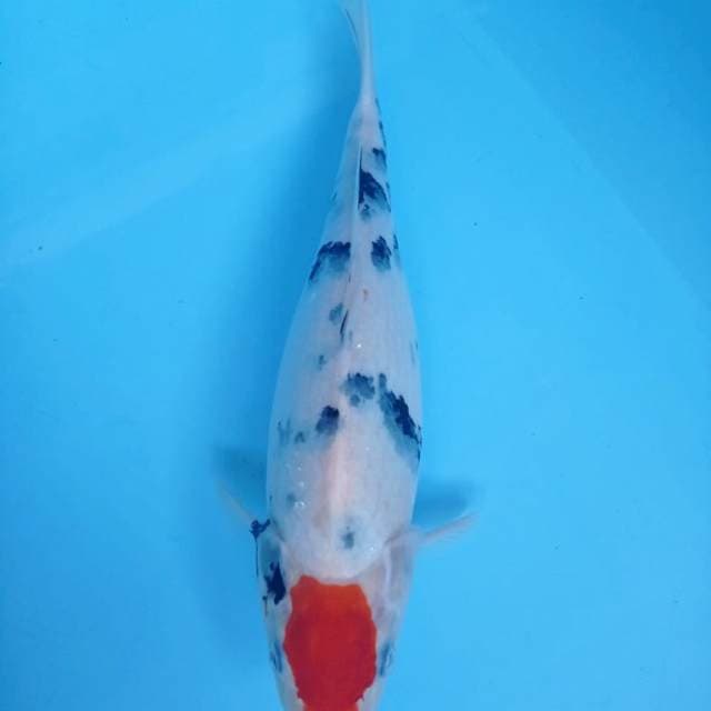 TANCHO KOHAKU 30cm