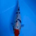TANCHO KOHAKU 30cm