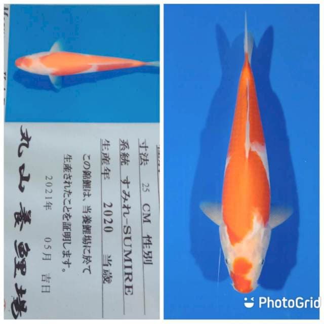 Kohaku tosai maruyama