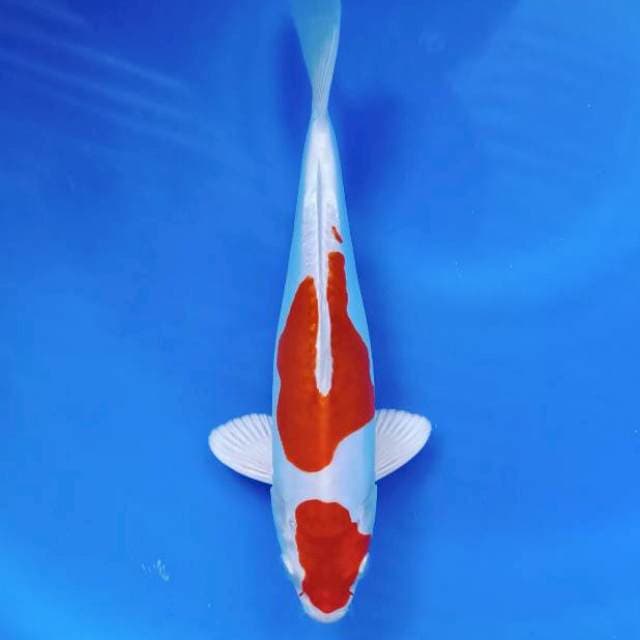 Kikushui 25cm
