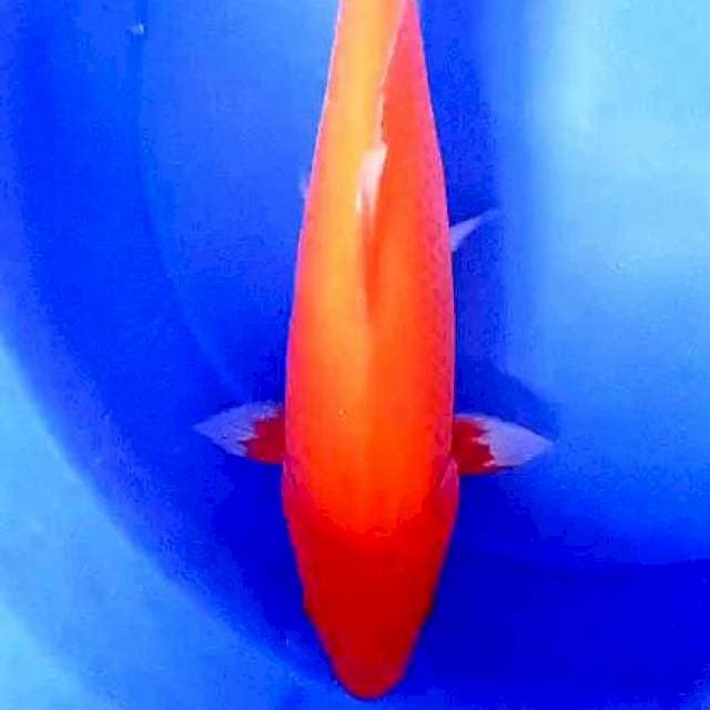 Hajiro36 cm