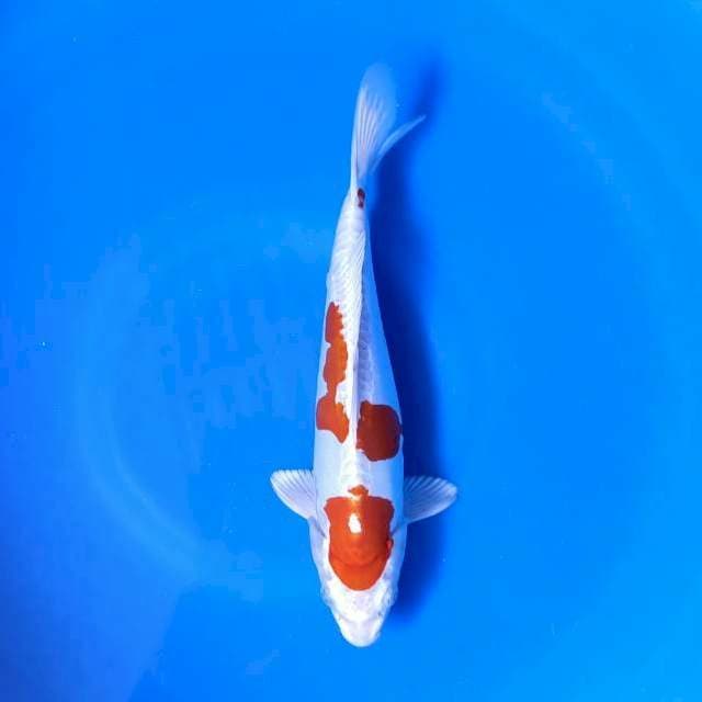 Kikushui 28cm