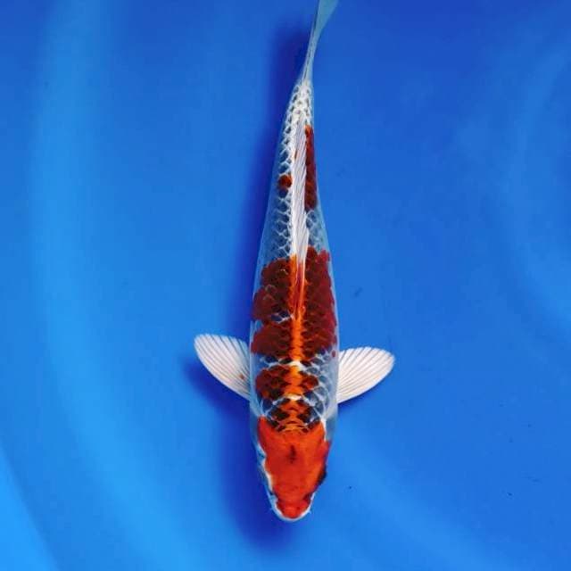 Red Kujaku 24cm