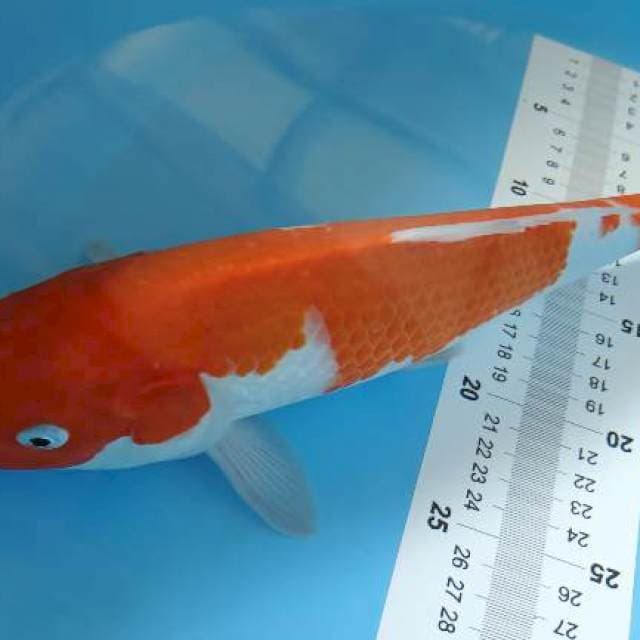 kohaku ori 35cm strong