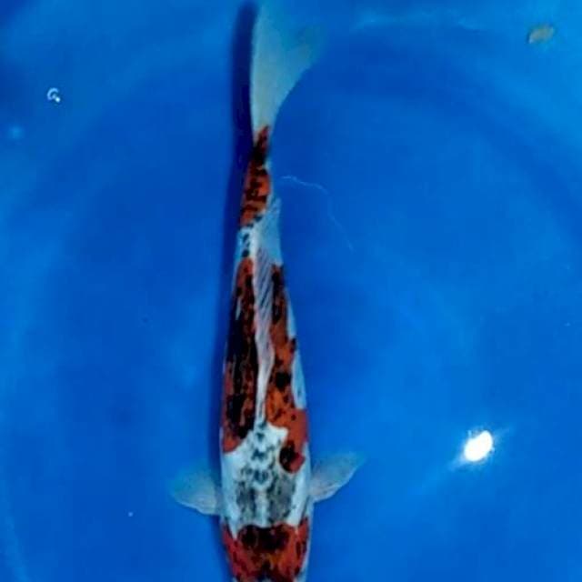 Goromo Doitsu 36cm