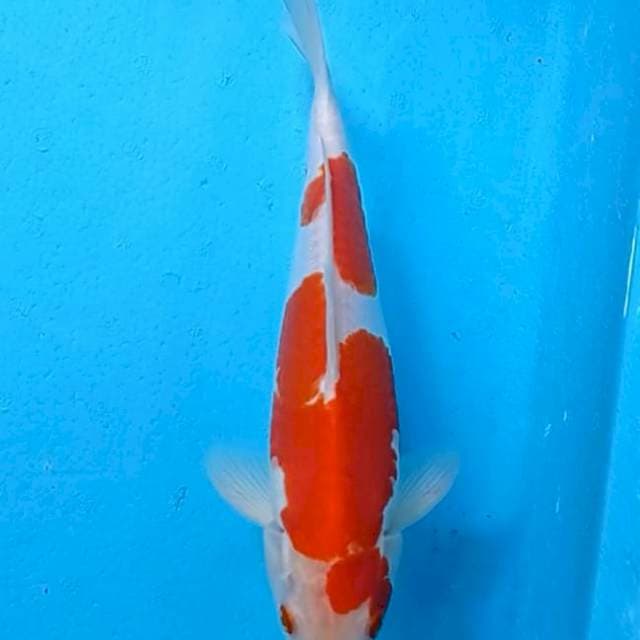 Kohaku Doitsu 29cm jantan