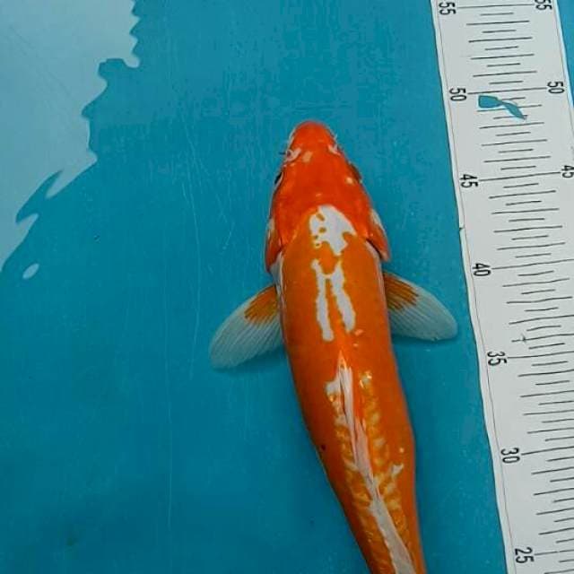 Koshui f1 tomezo