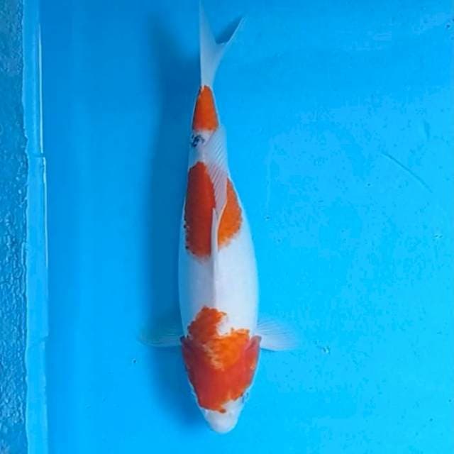 Kohaku sumi pangkal ekr 34cm