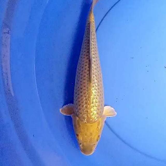 Midori ginrin 31 cm