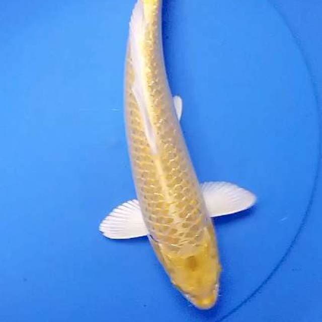 Ogon ginrin 33 cm