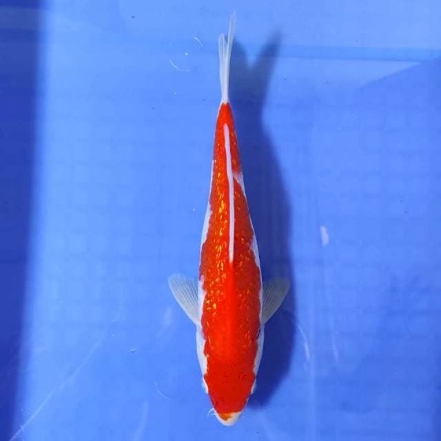 Kohaku Ginrin 26 cm