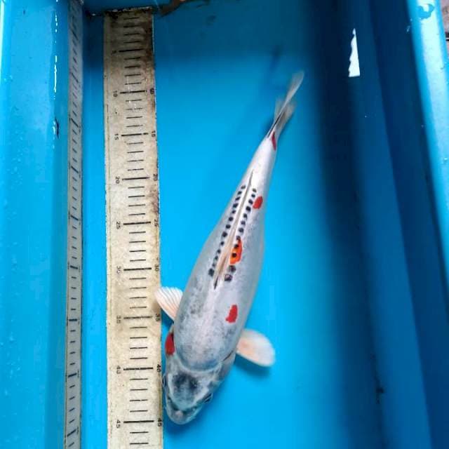 Benikiko 35cm