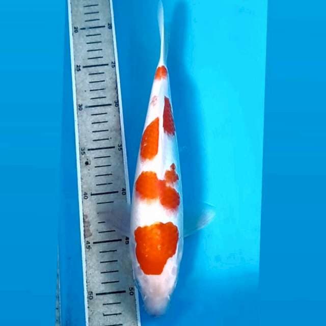 Kohaku, 32 cm