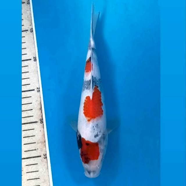 Showa, 25 cm