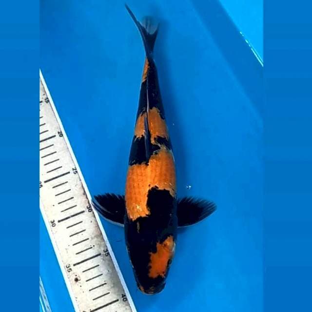 Hi showa, 32 cm