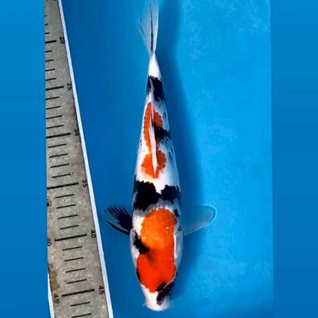 Showa, 28 cm