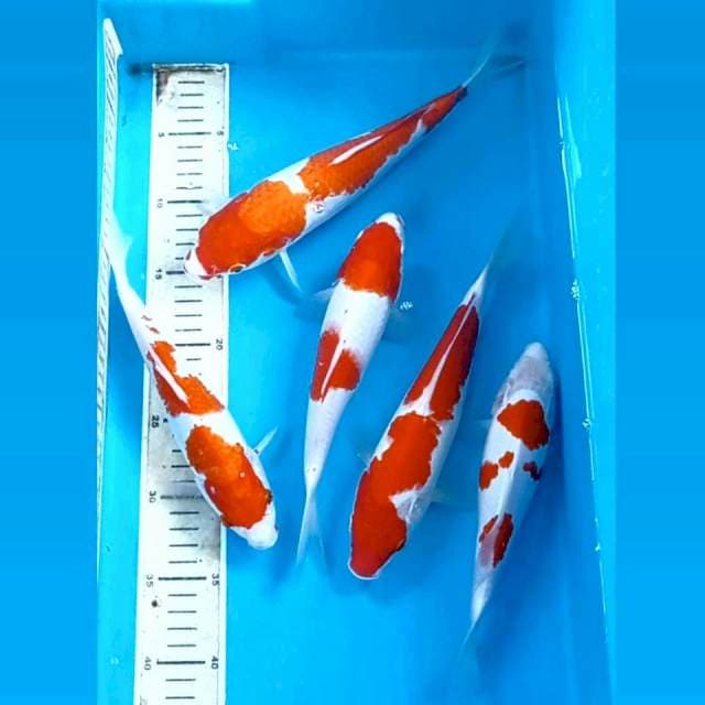 Paket kohaku, 22-26 cm