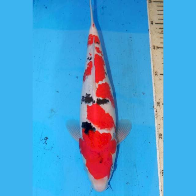 TSUBOSUMI SANKE 32cm