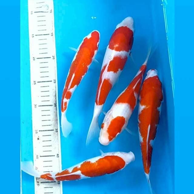 Paket kohaku, 21 - 26 cm