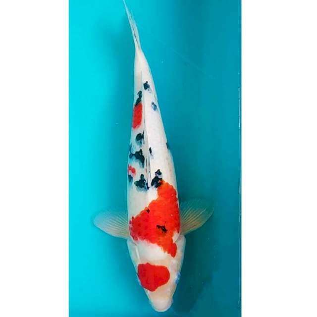 Maruten Sanke Male 39cm