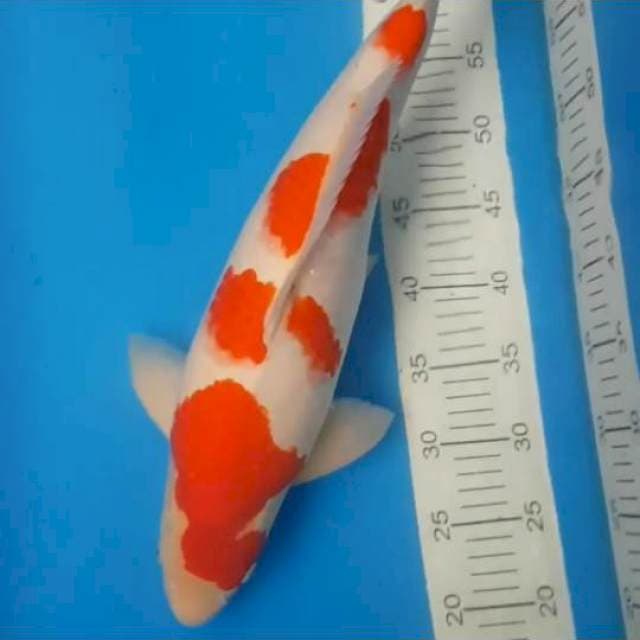 Kohaku F1