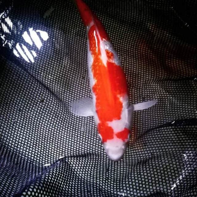 Kohaku ginrin antik super red