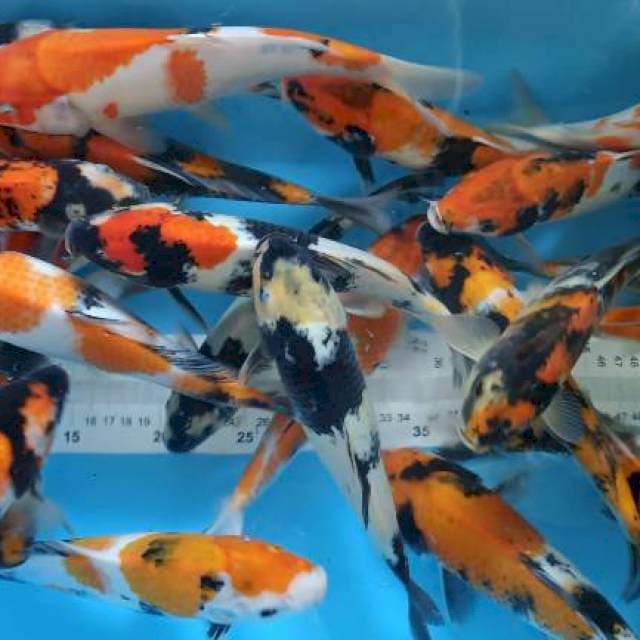 mix showa shiro 20-29
