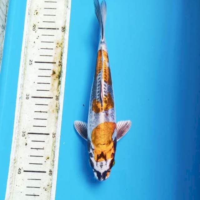 Kinkiko 24cm