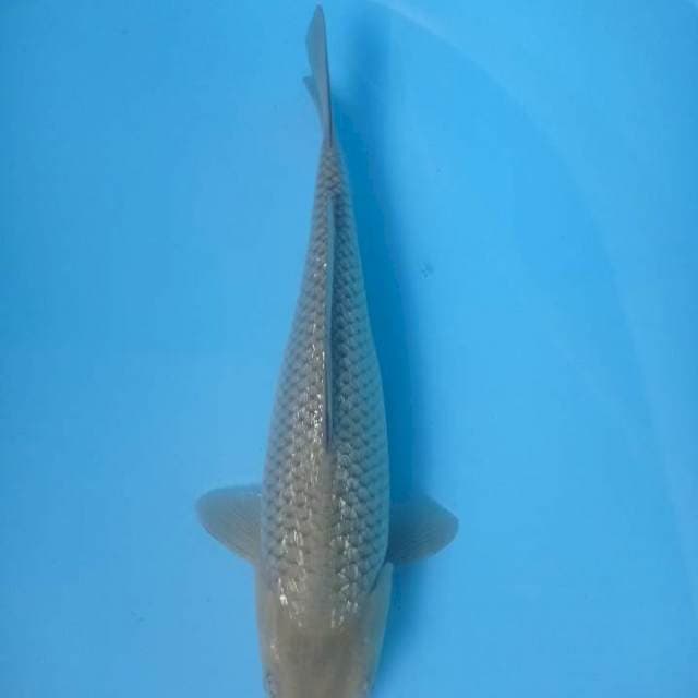 Soragoi