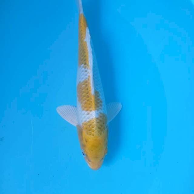 Hariwake