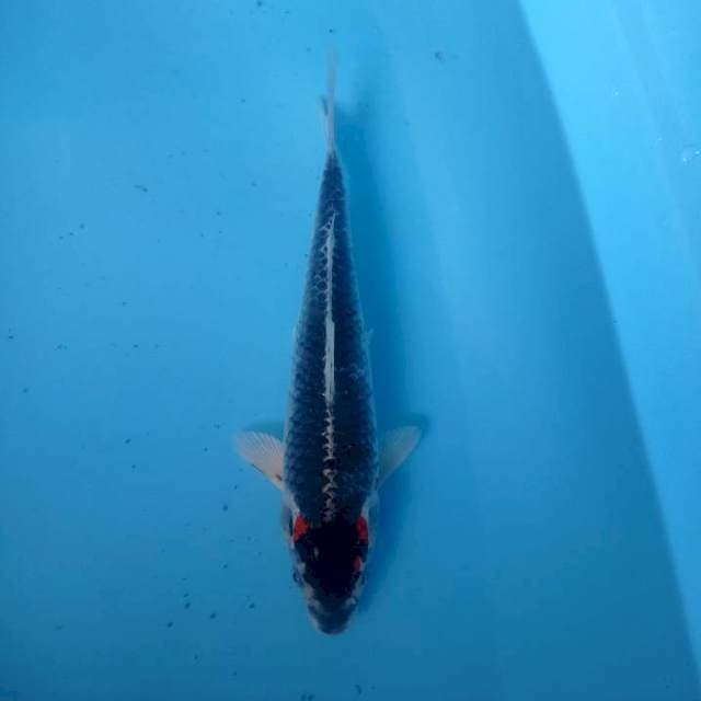 Kawari