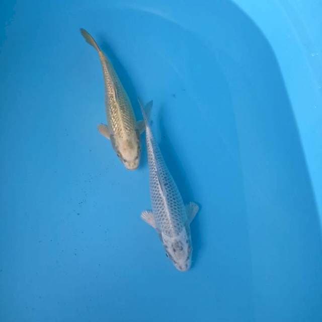 Duo kawari