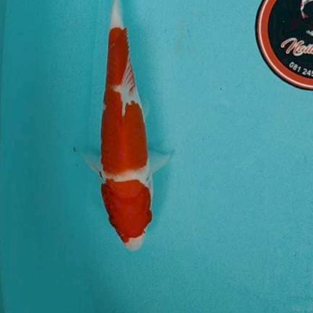 Kohaku 22 cm. Original