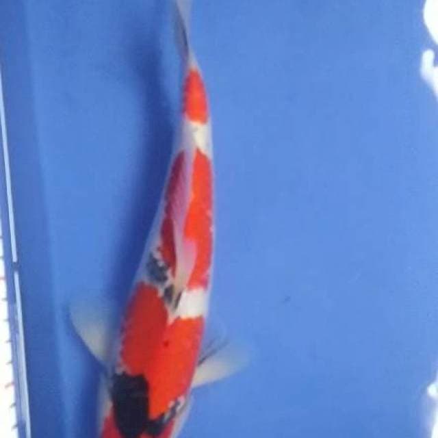 Suizo Sanke 30 cm