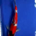 Suizo Sanke 30 cm