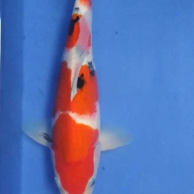 Suizo sanke 30 cm