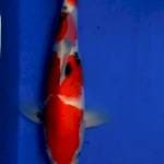 Suizo sanke 30 cm
